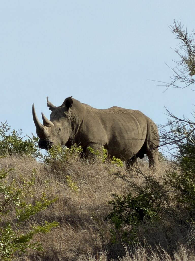 Rhinoceros grazing in the wild in Kenya during a safari experience in Africa