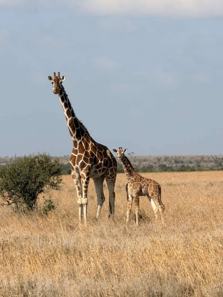 Adult giraffe and baby giraffe walking through the savanna in Kenya’s Maasai Mara during a wildlife safari