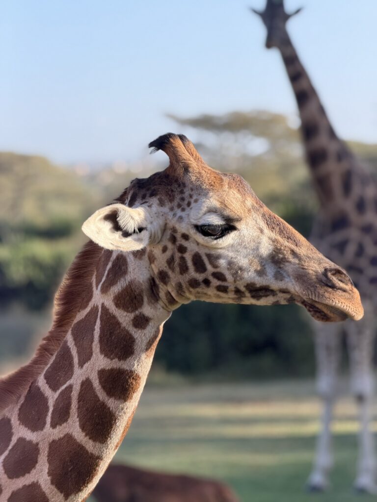 Close-up of a giraffe in Kenya’s savanna during a wildlife safari in Africa