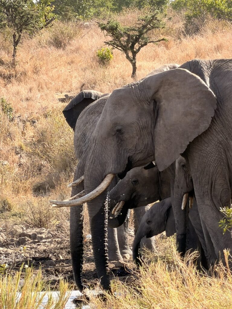 Elephants walking together in the Kenyan savanna during a wildlife safari in the Maasai Mara