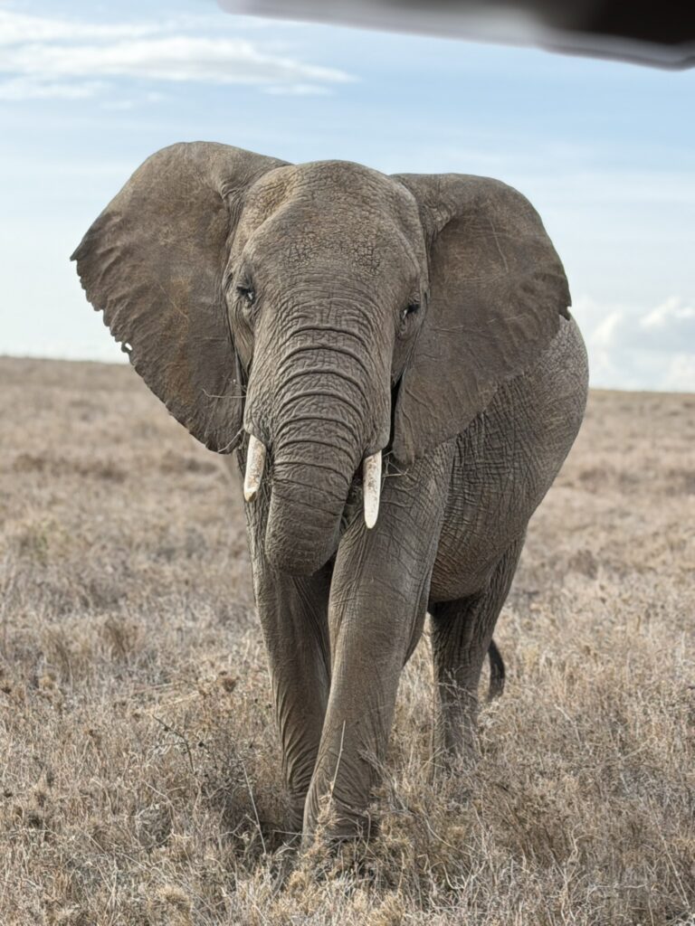 African elephant walking through the savanna in Kenya on a wildlife safari in the Maasai Mara