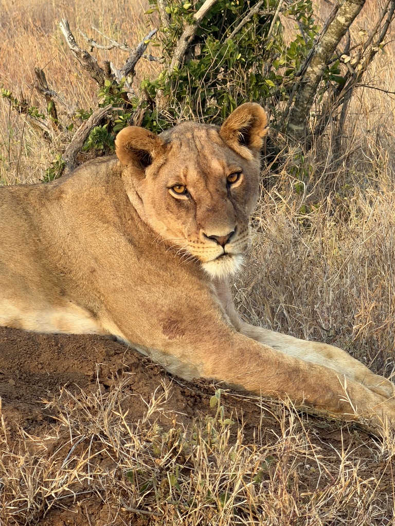 Close-up of a lion resting in the grass in the Maasai Mara, Kenya, captured during a luxury African safari