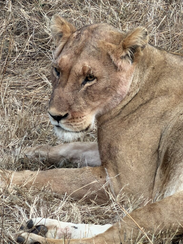 Close-up of a lioness resting in the savanna in Kenya during a luxury African safari