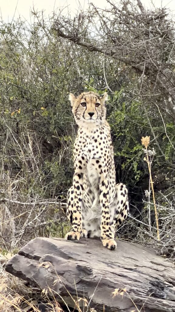Leopard sitting alert in the grasslands of Kenya during a wildlife safari in the Maasai Mara